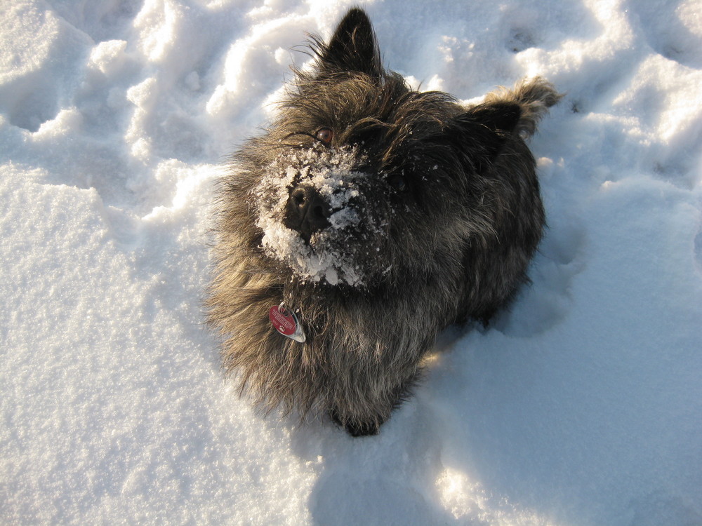 Cairn Terrier