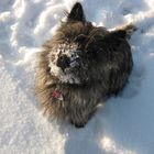 Cairn Terrier