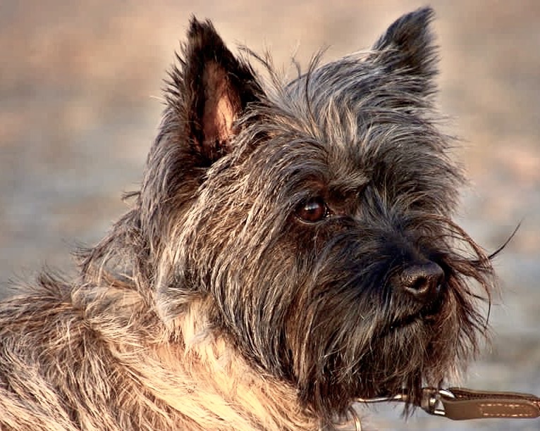 Cairn Terrier