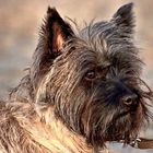 Cairn Terrier