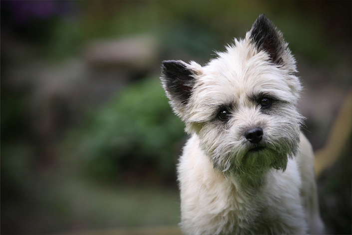 Cairn Terrier