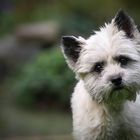 Cairn Terrier