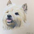 Cairn Terrier - Buntstiftzeichnung