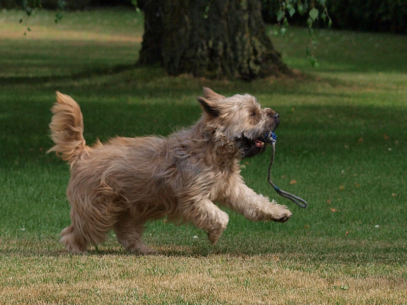 Cairn Terrier Hündin