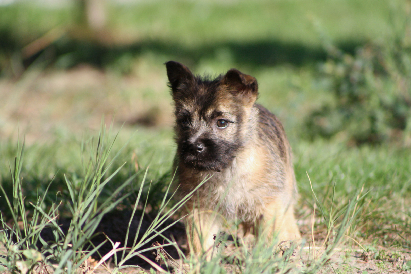 Cairn Terrier Mädchen