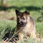 Cairn Terrier Mädchen