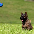 Cairn Terrier ***QUEENY***