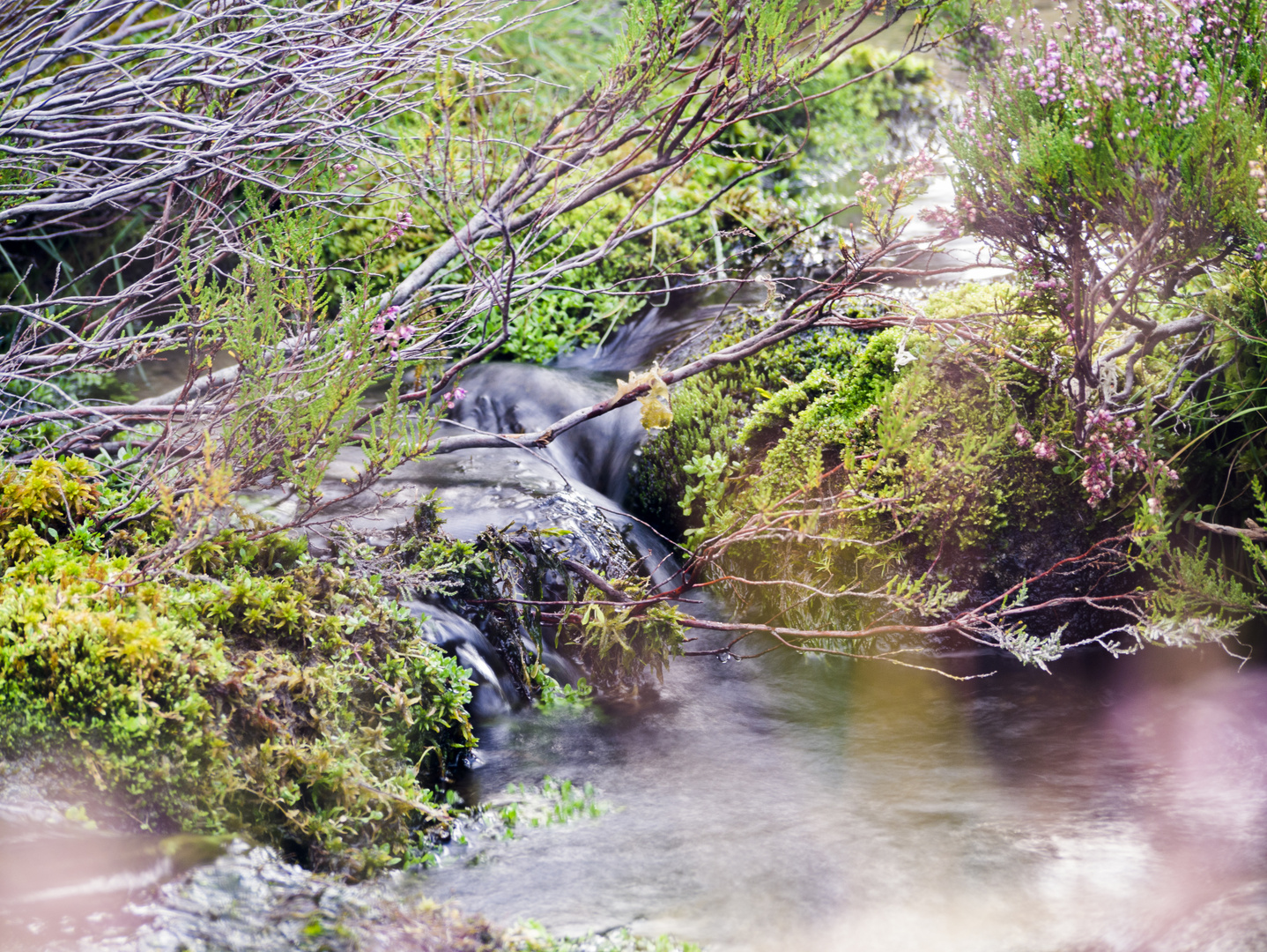 Cairngorms