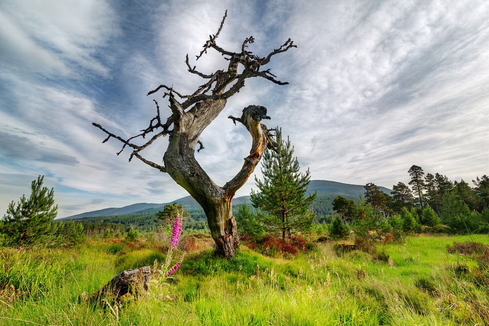 Cairngorms