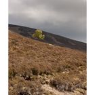 Cairngorms Nationalpark