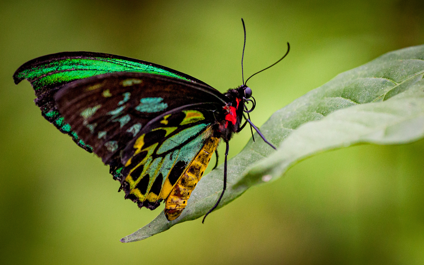 Cairns Birdwing Butterfly