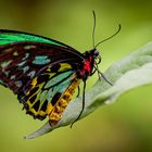 Cairns Birdwing Butterfly