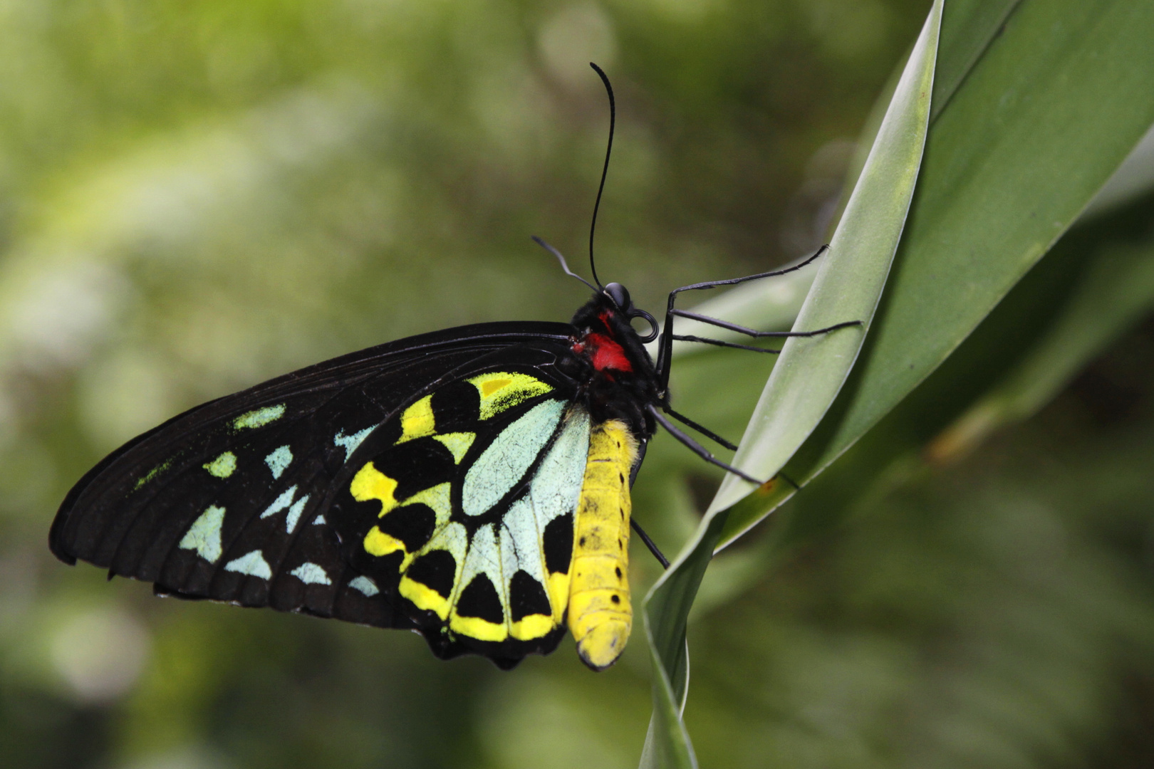 cairns birdwing butterfly