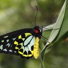 cairns birdwing butterfly