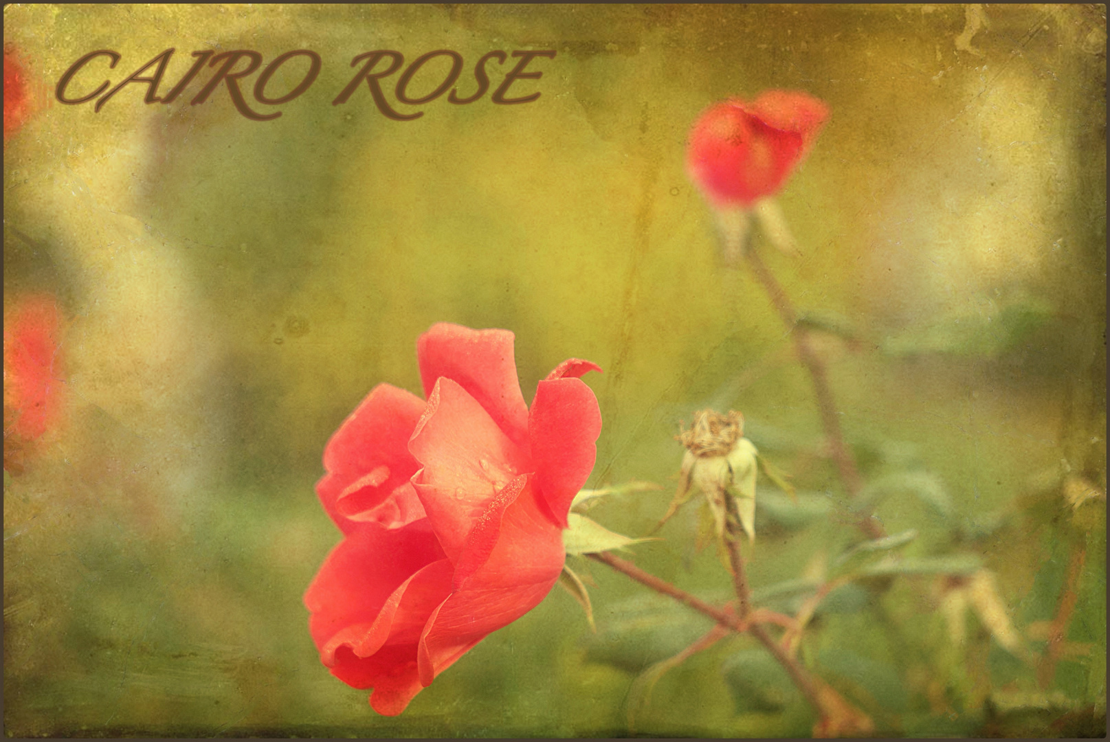 Cairo Rose
