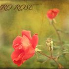 Cairo Rose