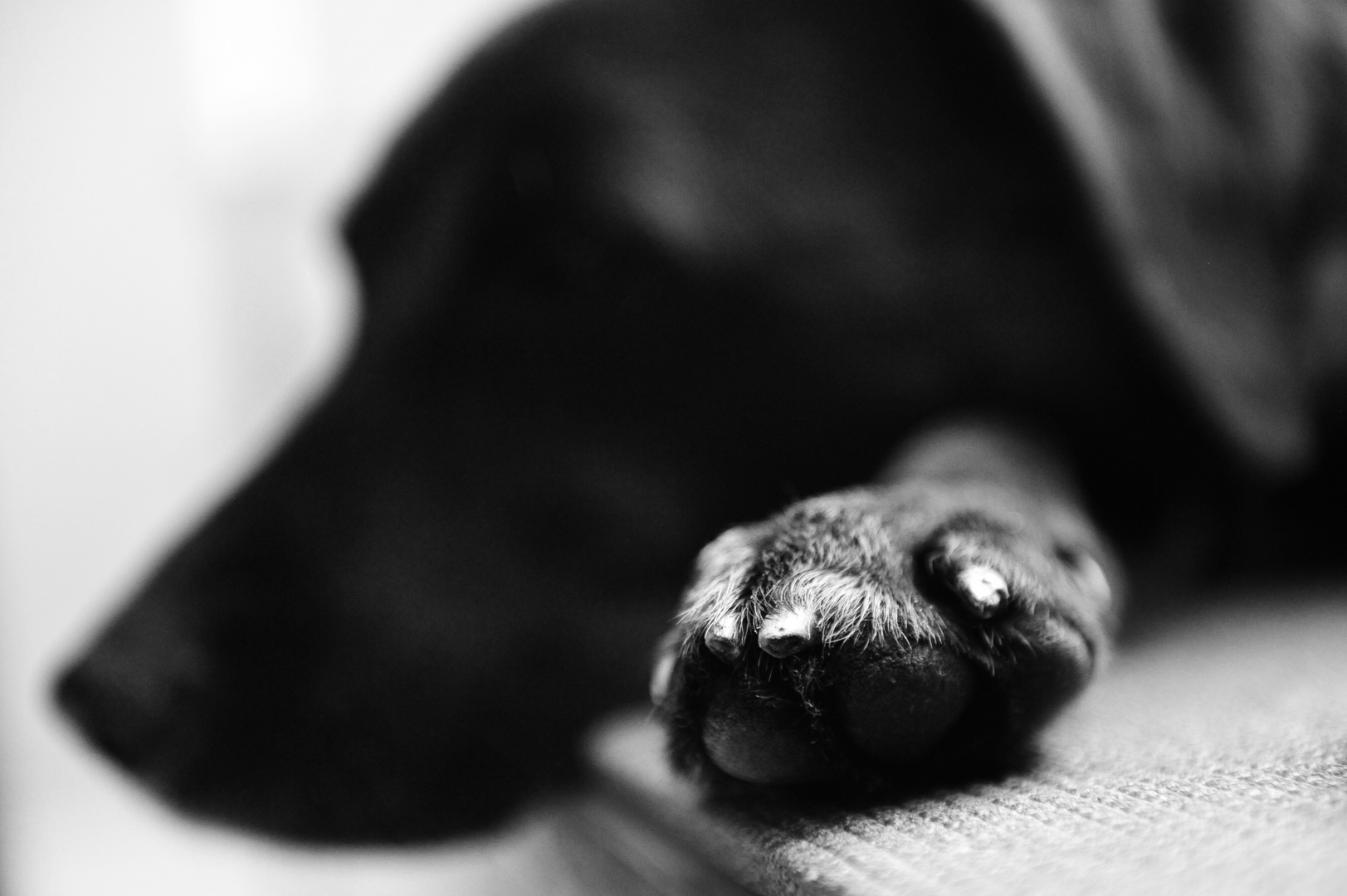 Caisa's paw