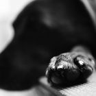 Caisa's paw