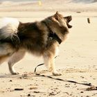 Caius am Strand von Noordwijk (10)