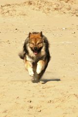 Caius am Strand von Noordwijk (11)