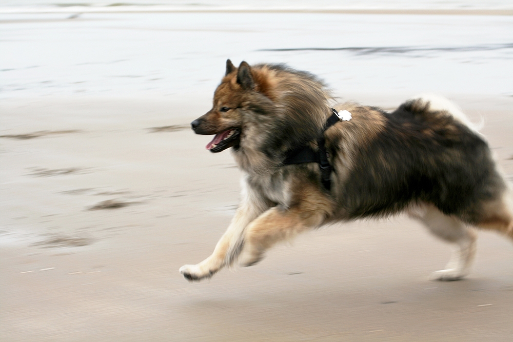 Caius am Strand von Noordwijk (12)