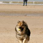 Caius am Strand von Noordwijk (13)