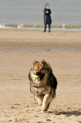 Caius am Strand von Noordwijk (13)