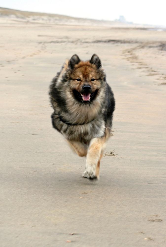 Caius am Strand von Noordwijk (13)