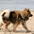 Caius am Strand von Noordwijk (14)