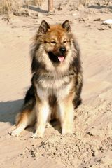 Caius am Strand von Noordwijk (16)