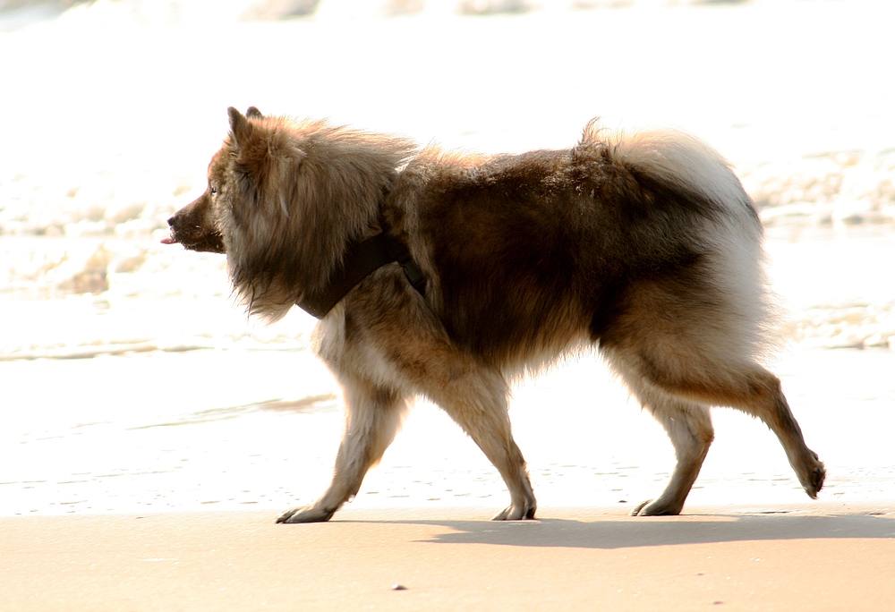 Caius am Strand von Noordwijk (2)