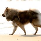 Caius am Strand von Noordwijk (2)