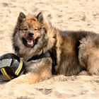 Caius am Strand von Noordwijk (20)