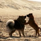 Caius am Strand von Noordwijk (3)