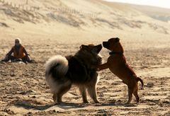 Caius am Strand von Noordwijk (3)