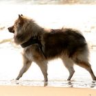 Caius am Strand von Noordwijk