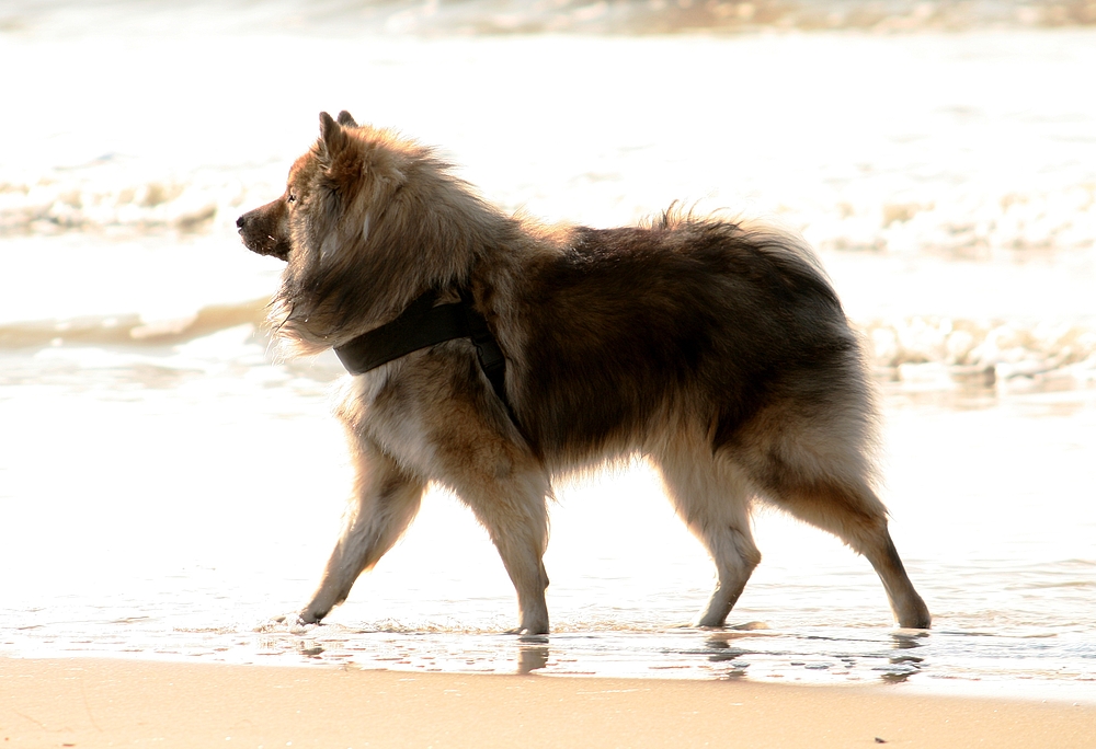 Caius am Strand von Noordwijk