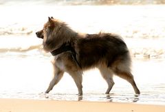 Caius am Strand von Noordwijk