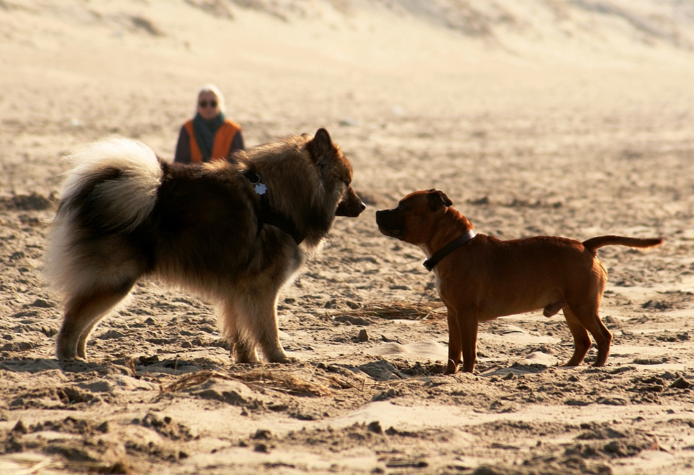 Caius am Strand von Noordwijk (4)