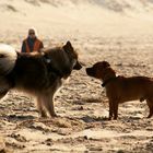 Caius am Strand von Noordwijk (4)