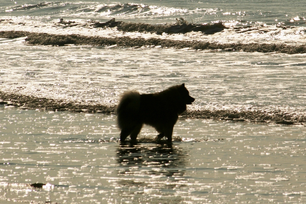 Caius am Strand von Noordwijk (6)