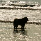 Caius am Strand von Noordwijk (6)