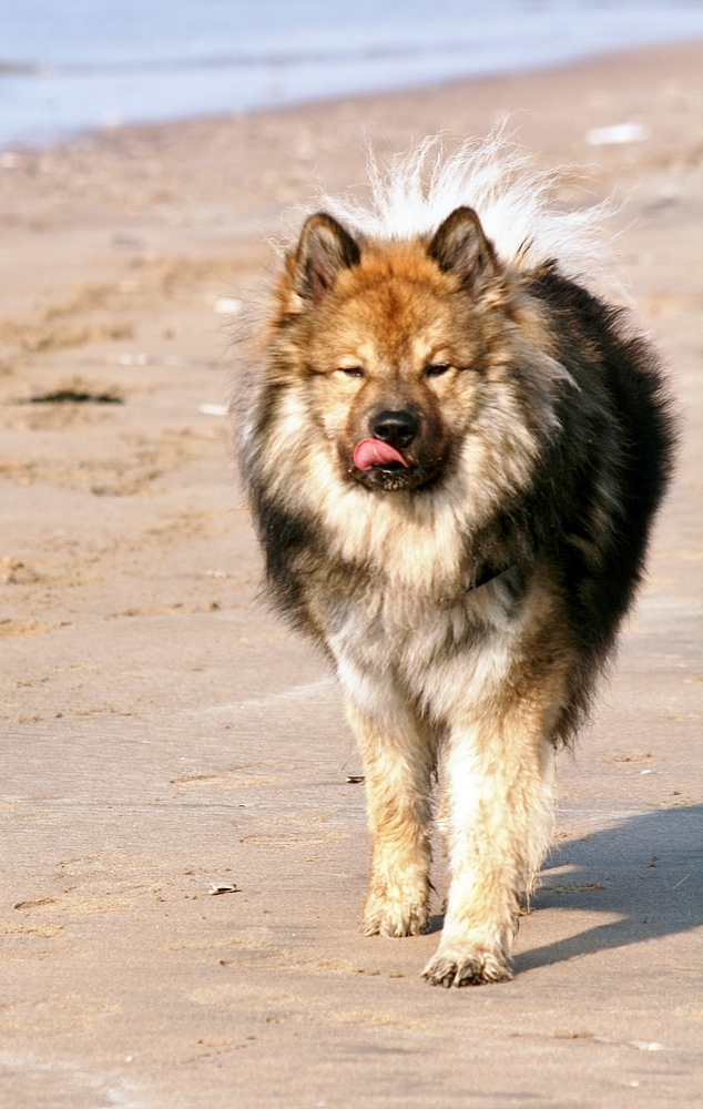 Caius am Strand von Noordwijk (7)