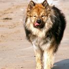 Caius am Strand von Noordwijk (7)