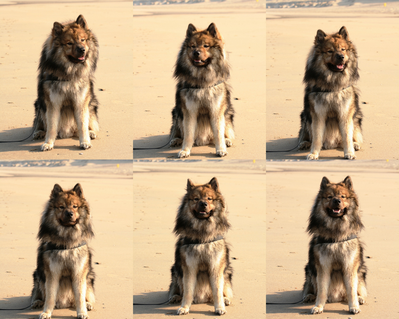 Caius am Strand von Noordwijk (Niederlande) (23.03.2012)