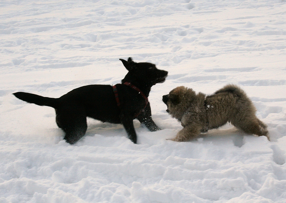 Caius beim Spielen mit einem größeren Hund