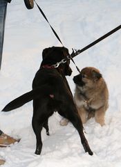 Caius macht erste Bekanntschaft mit einem anderen Hund