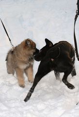 Caius macht erste Bekanntschaft mit einem größeren Hund