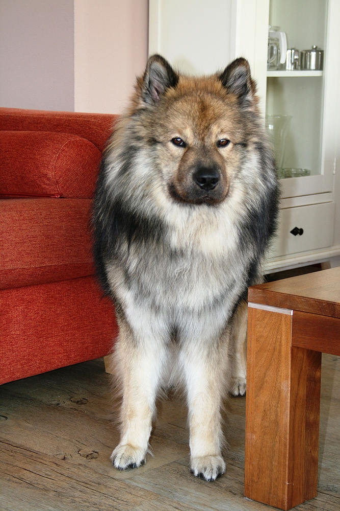 Caius mein Eurasier in Noordwijk (1)