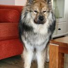 Caius mein Eurasier in Noordwijk (1)